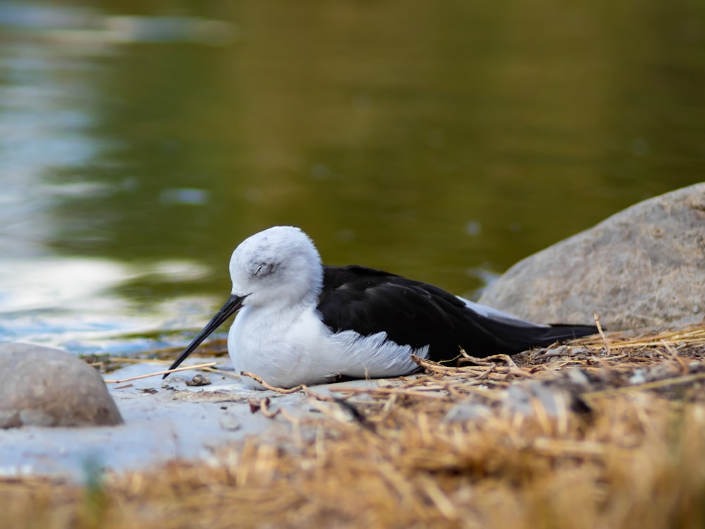a black and white bird laying on the ground next to a body of water