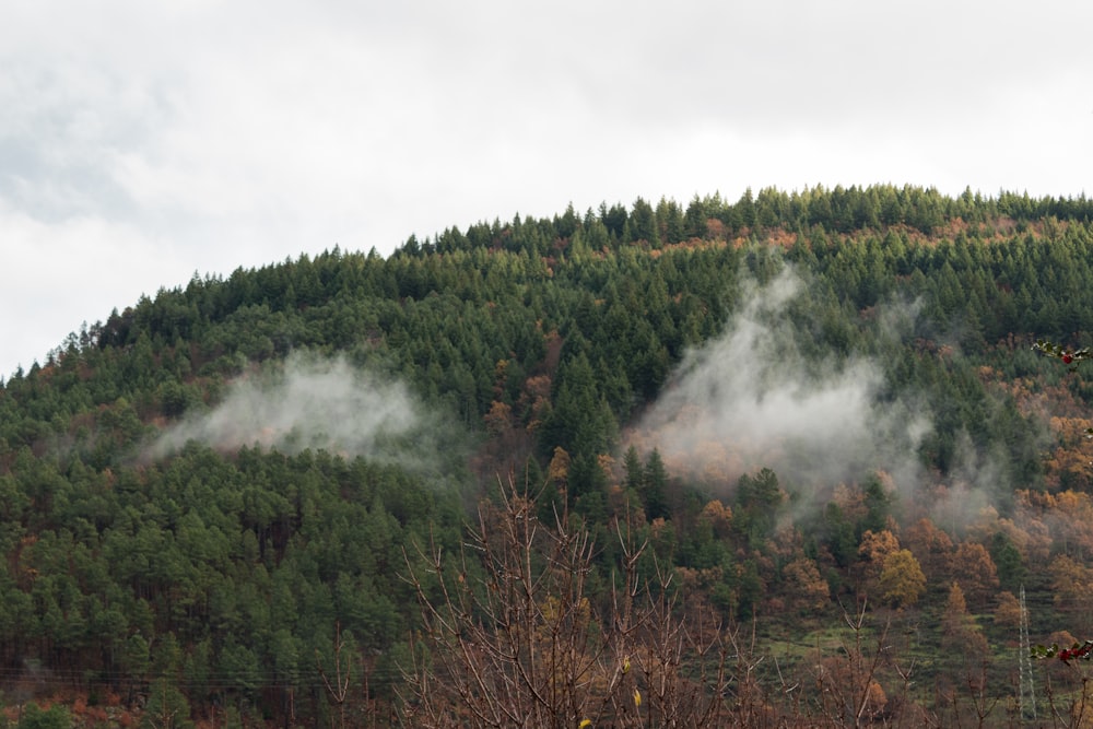a mountain covered in fog and clouds next to a forest