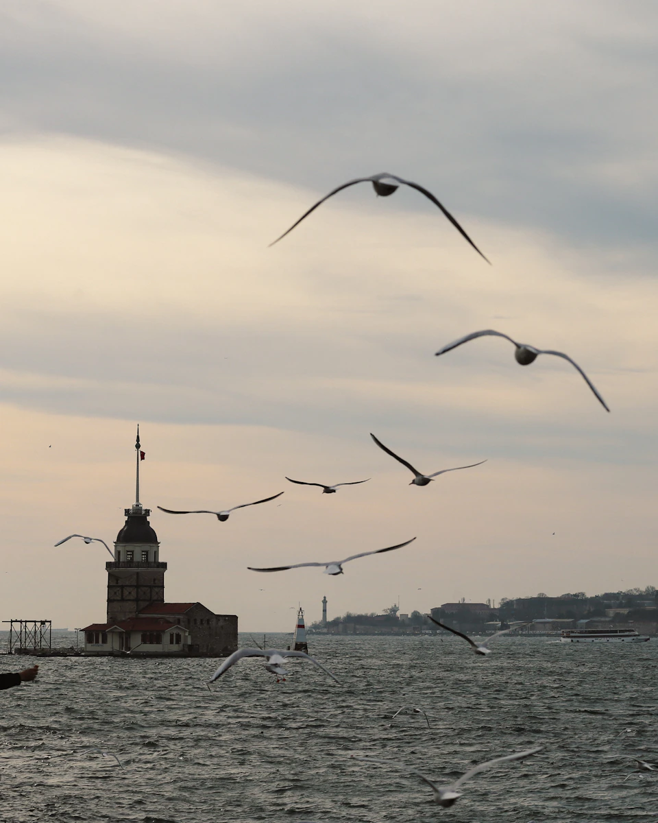 The image depicts a flock of seagulls flying over the Bosphorus strait, Turkey. The birds are scattered across the sky and appear to be in various stages of flight, creating a dynamic scene. In the background, the iconic Bosphorus strait is visible, with the Burmese Tower standing tall on one side. The tower's distinctive red roof contrasts against the cloudy sky, adding depth to the image.