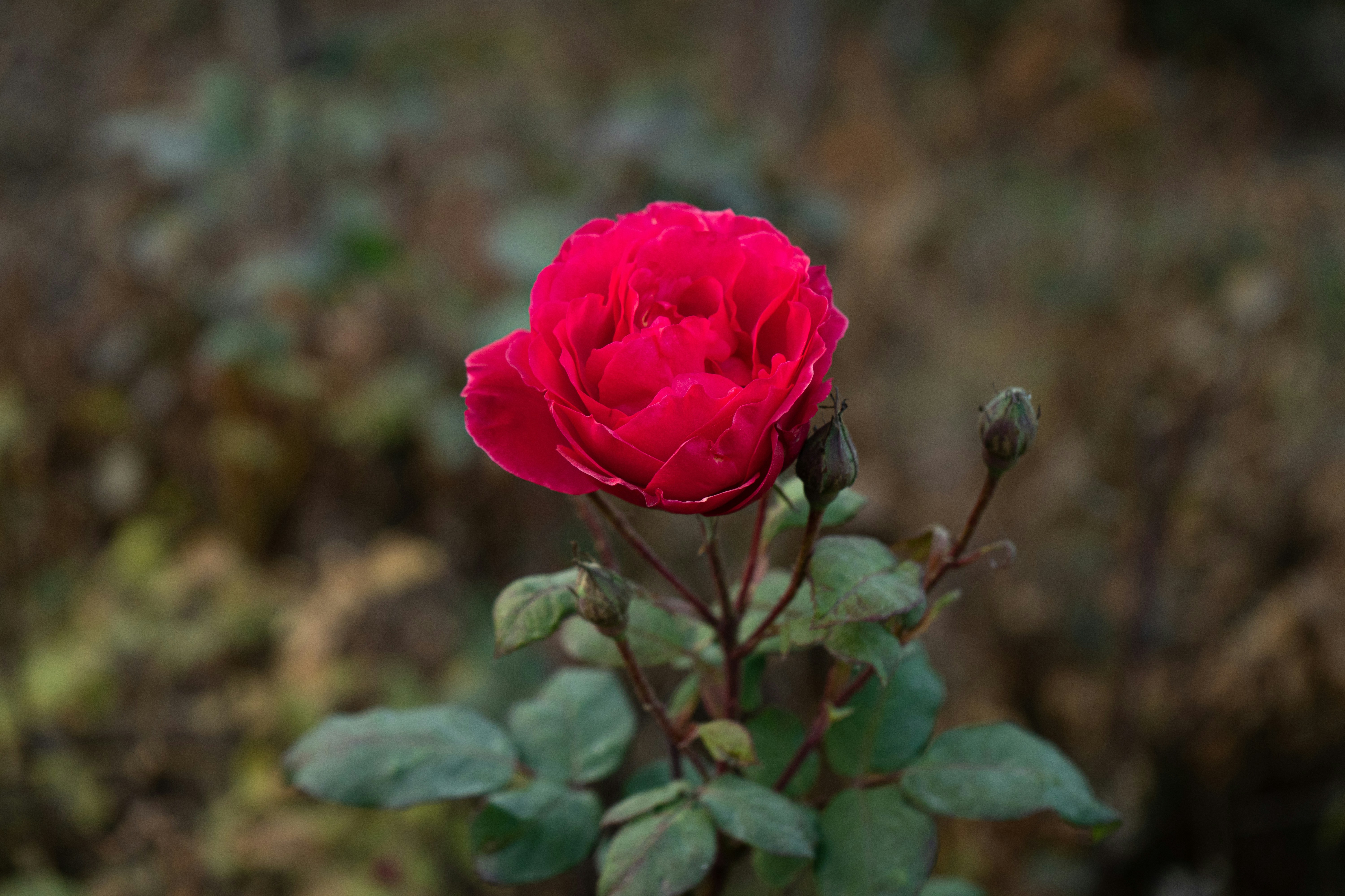 Photo by y1316476967