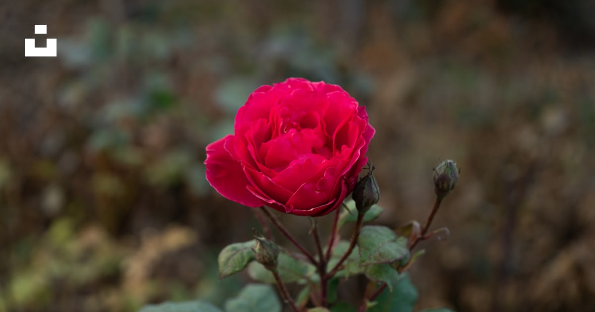 Foto Una sola rosa roja floreciendo en un jardín – Imagen Flores gratis ...