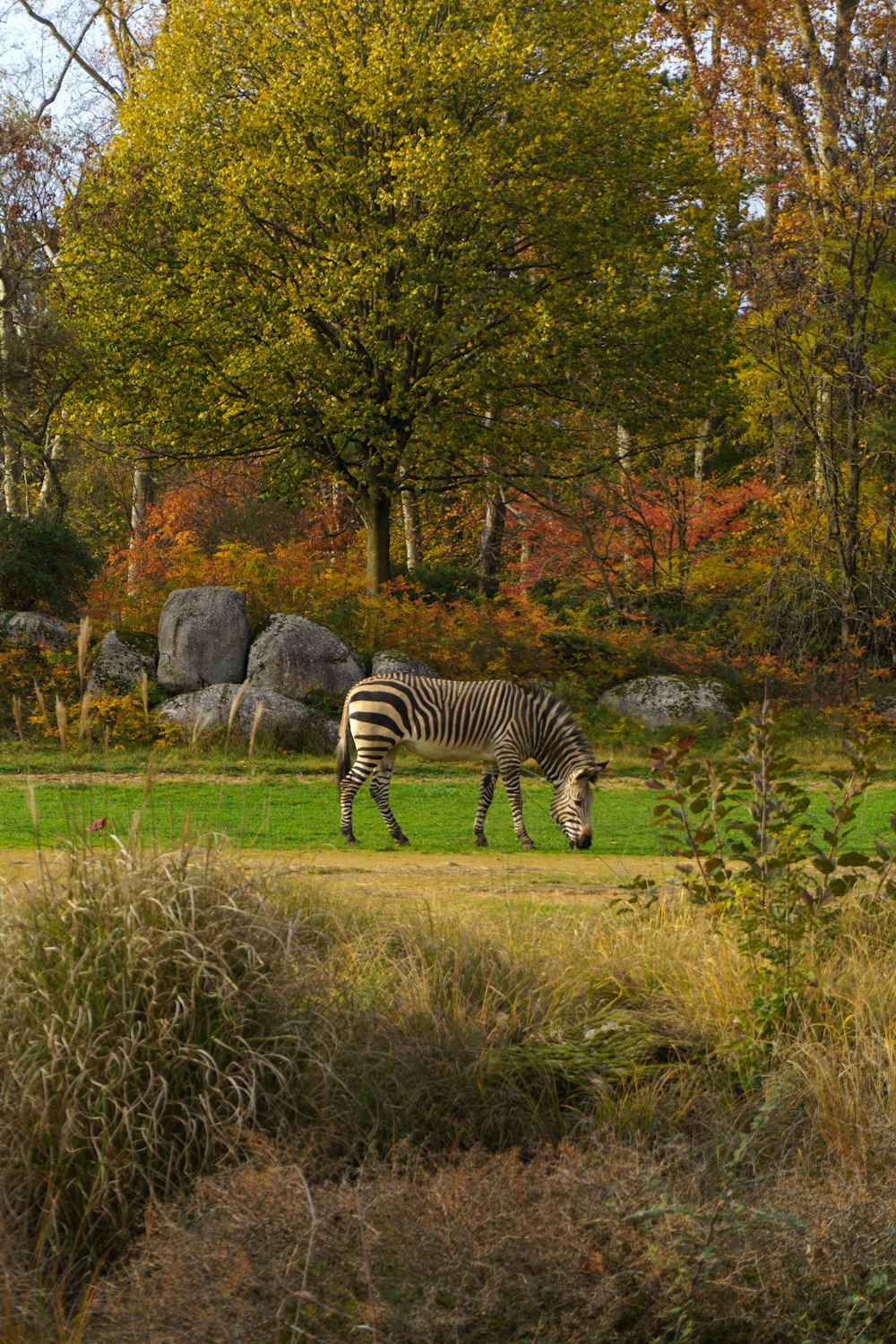 a zebra grazing in a grassy field with trees in the background