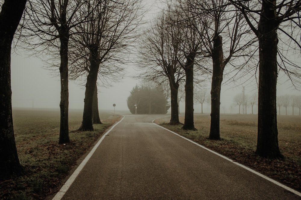 an empty road surrounded by trees on a foggy day