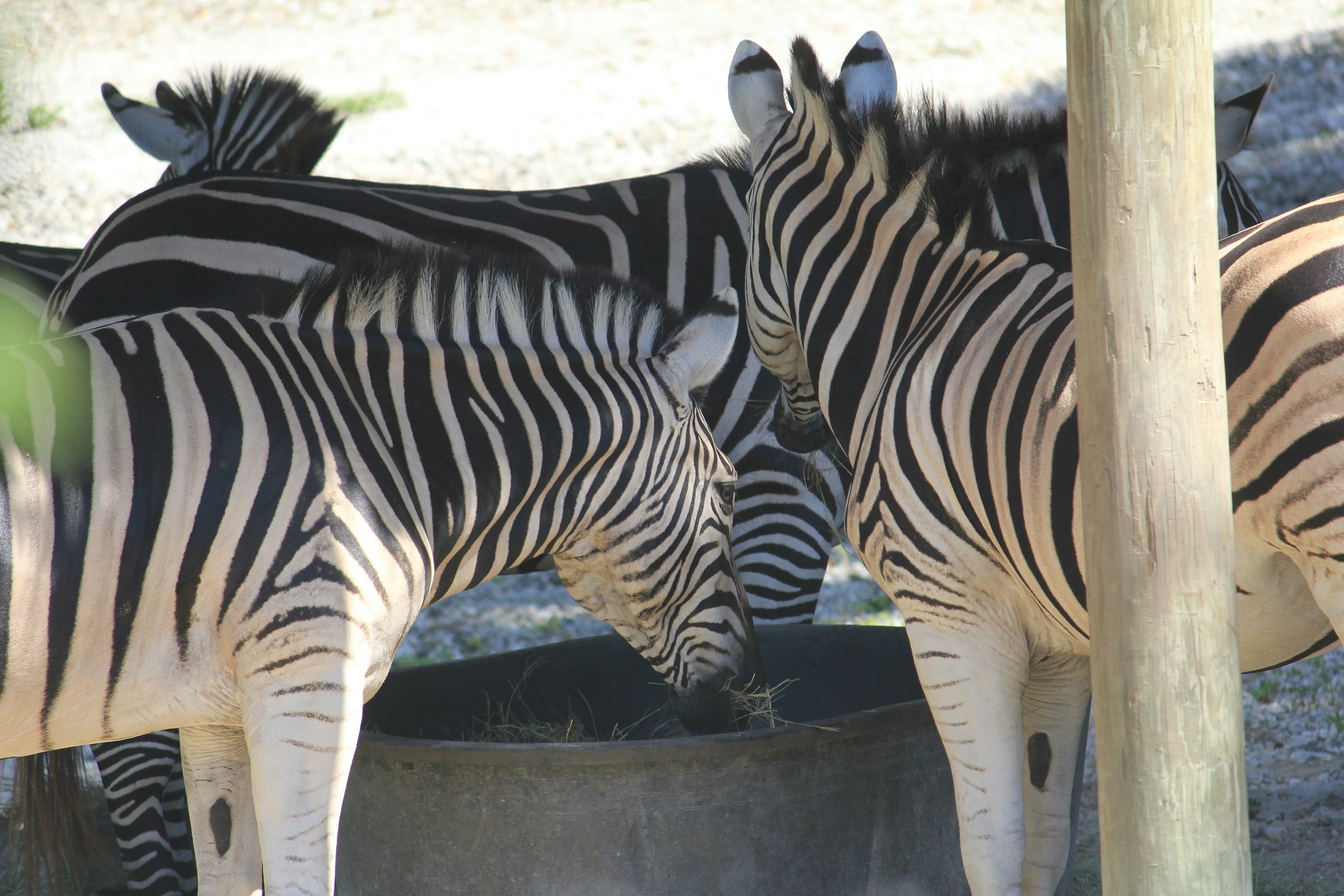 Photo by adriancross05