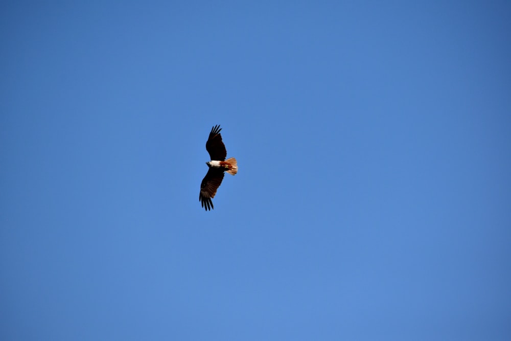 a large bird flying through a blue sky