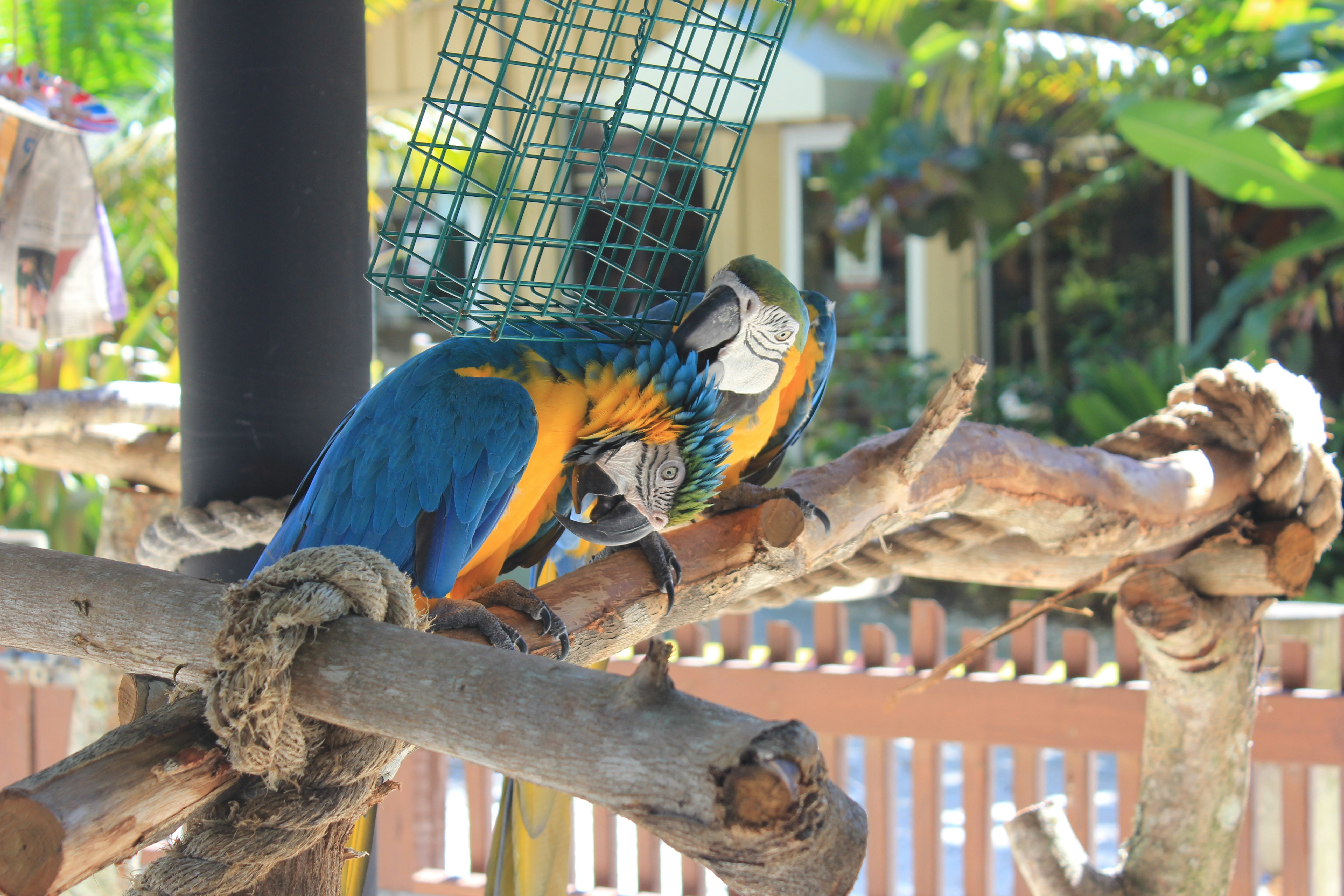 a blue and yellow parrot sitting on top of a tree branch