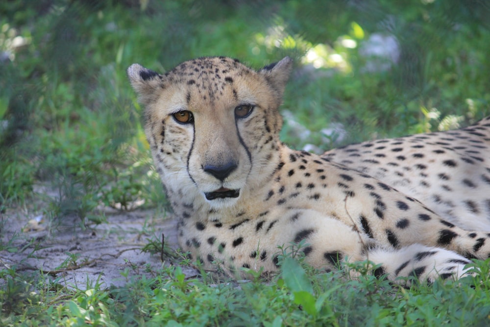 a cheetah laying in the grass looking at the camera