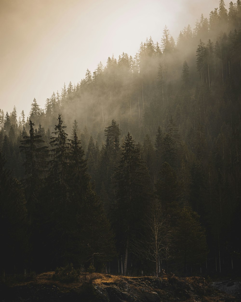 a forest filled with lots of tall pine trees