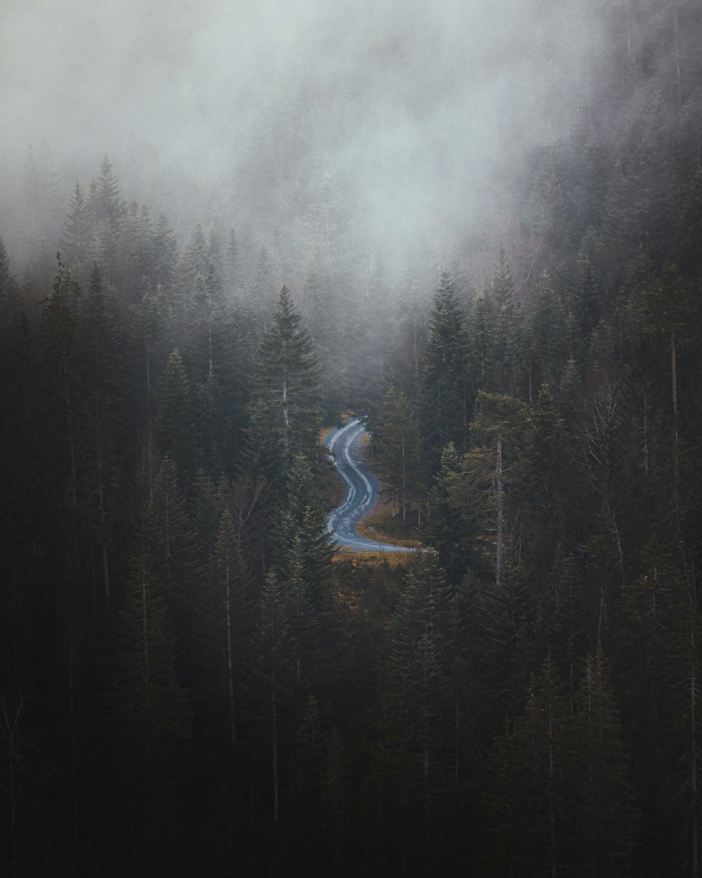 a road in the middle of a forest on a foggy day