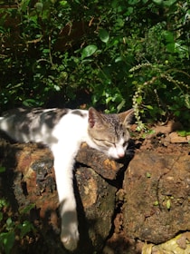 A cat lounging comfortably on a sunny rock with alpine flowers around.