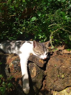 A cat lounging comfortably on a sunny rock with alpine flowers around.