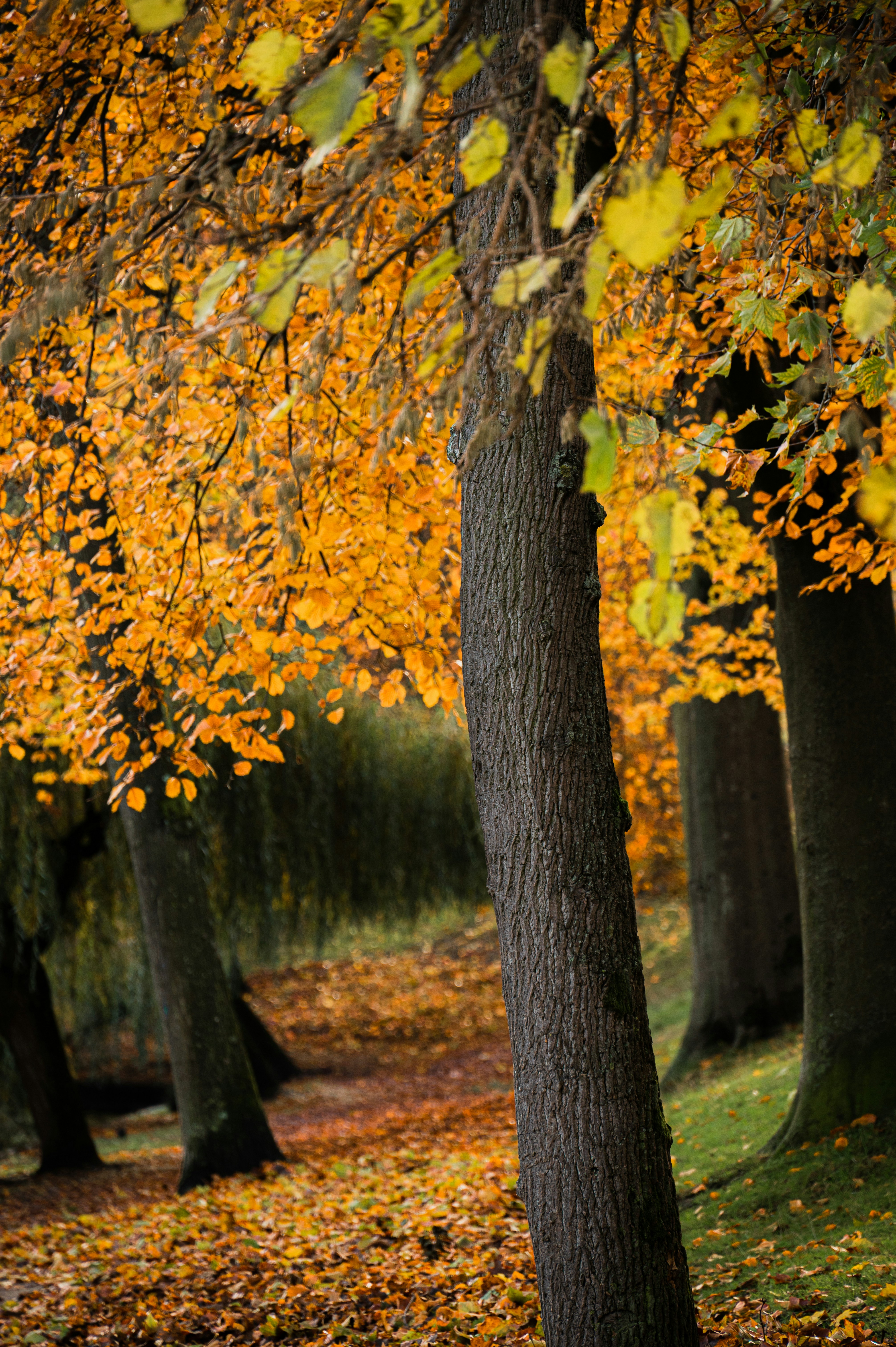 a park bench sitting under a tree filled with leaves