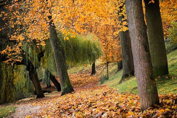 A serene autumn forest scene with tall trees adorned with vibrant, orange leaves. The ground is carpeted with fallen leaves, creating a vivid tapestry of color. The path meanders gently through the trees, inviting a peaceful stroll. The atmosphere is calm and tranquil, enhanced by the soft, diffused sunlight filtering through the foliage.