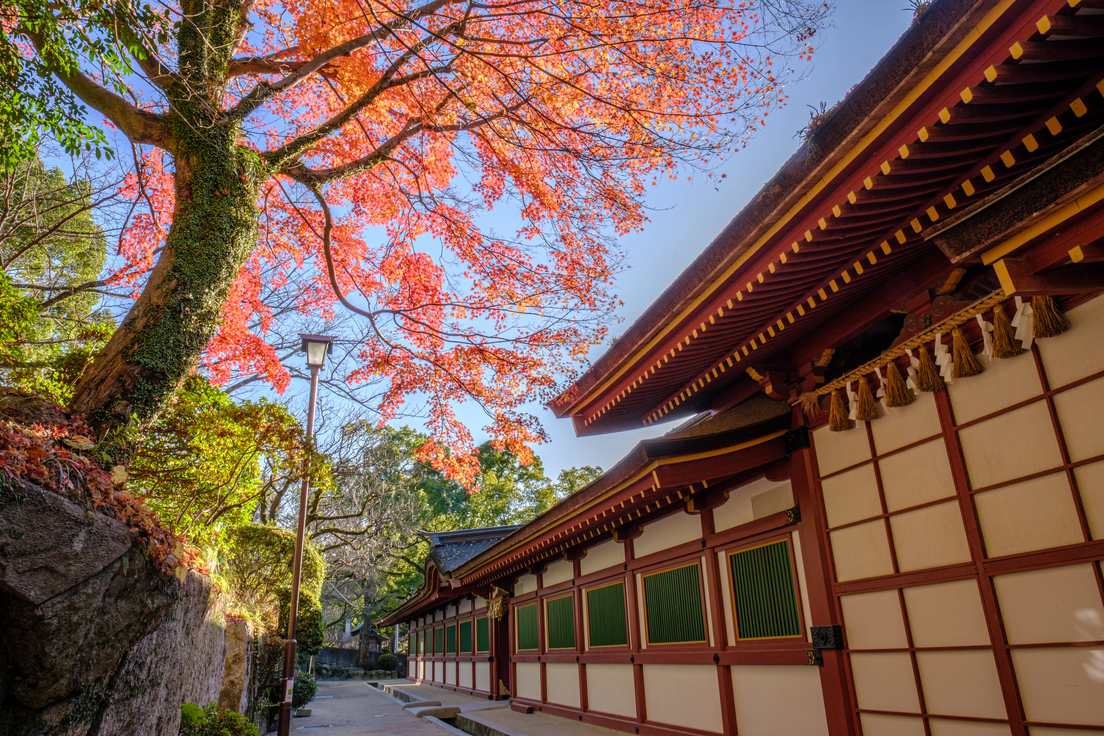 Autumn maple branches frame a red and white shrine building against a blue sky.