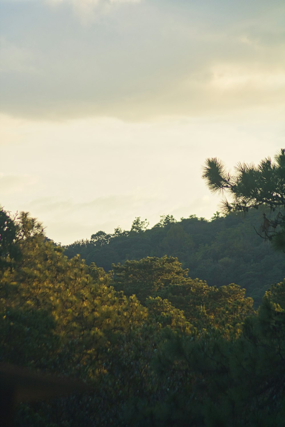 a view of a forest from a distance