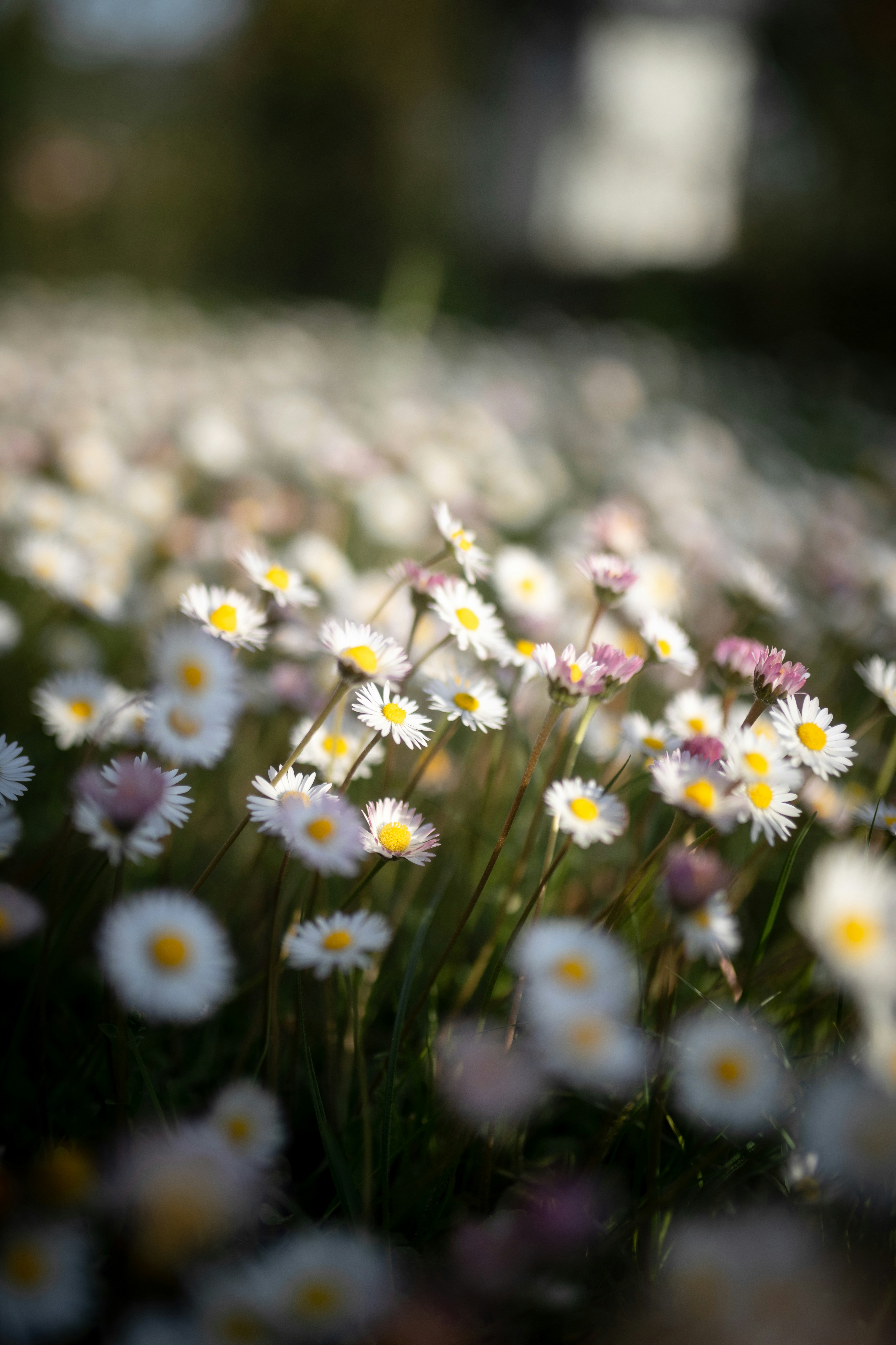 Photo by cristianosala