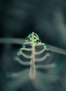 Close-up of a delicate fern leaf unfurling in soft morning light