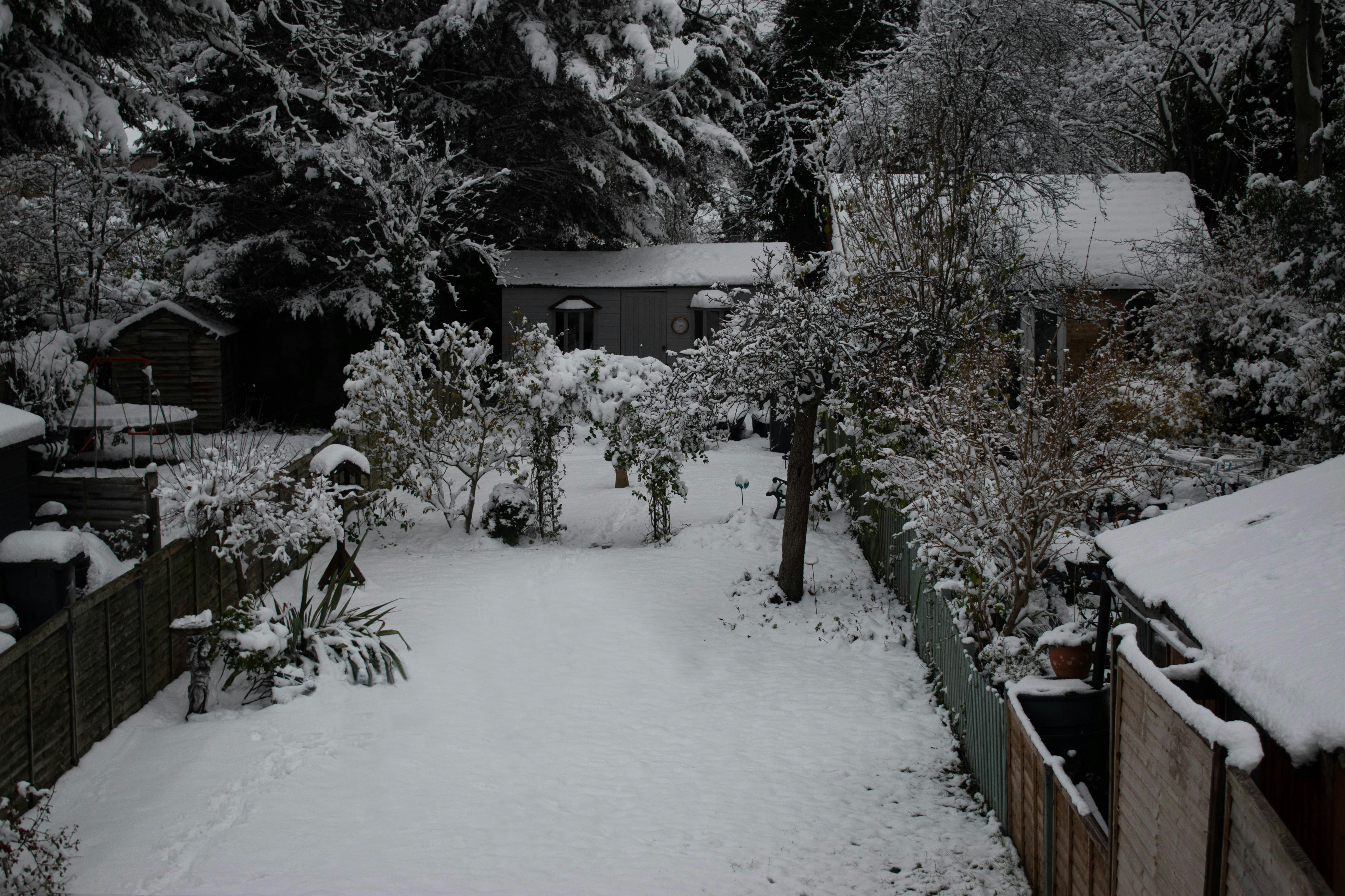 a snow covered yard with trees and bushes