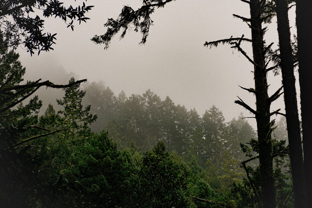 a foggy forest filled with lots of trees