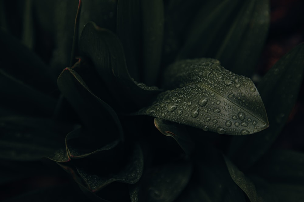 a green plant with water droplets on it