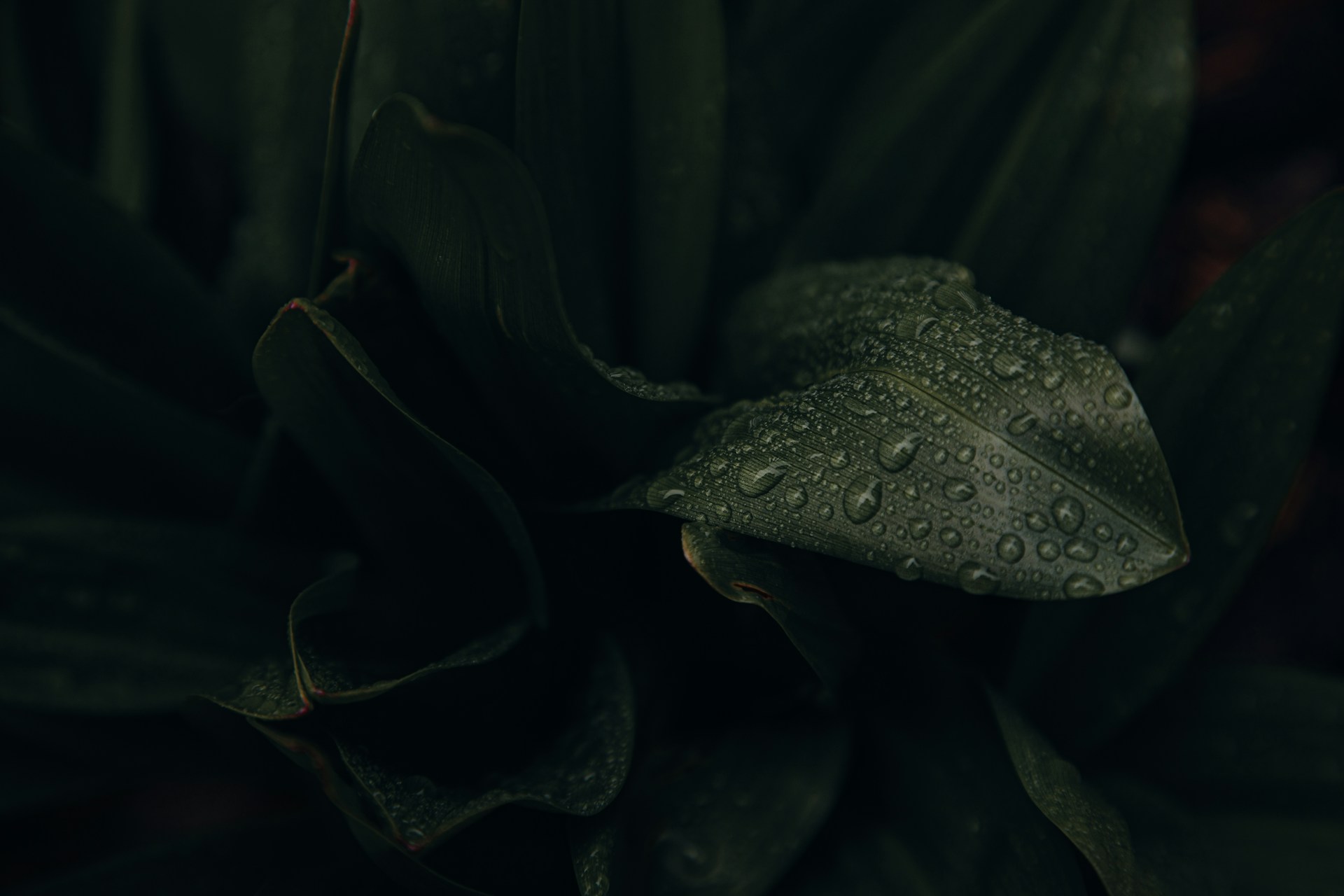 a green plant with water droplets on it