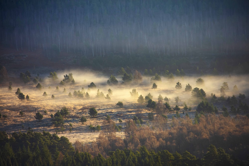 a forest filled with lots of trees covered in fog