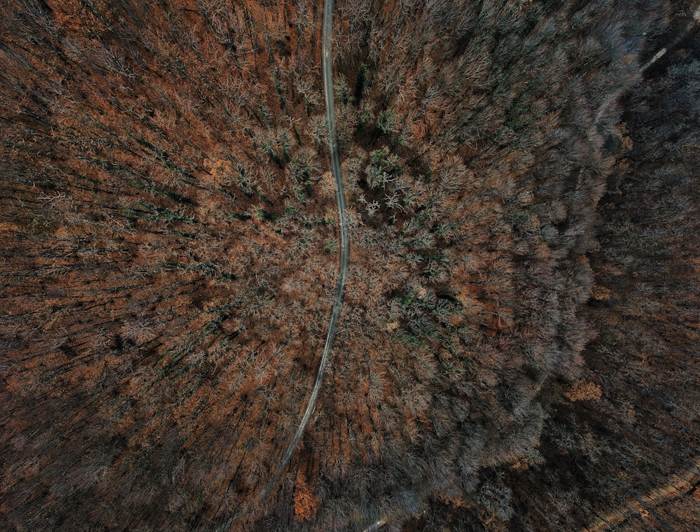 an aerial view of a forest with a road going through it