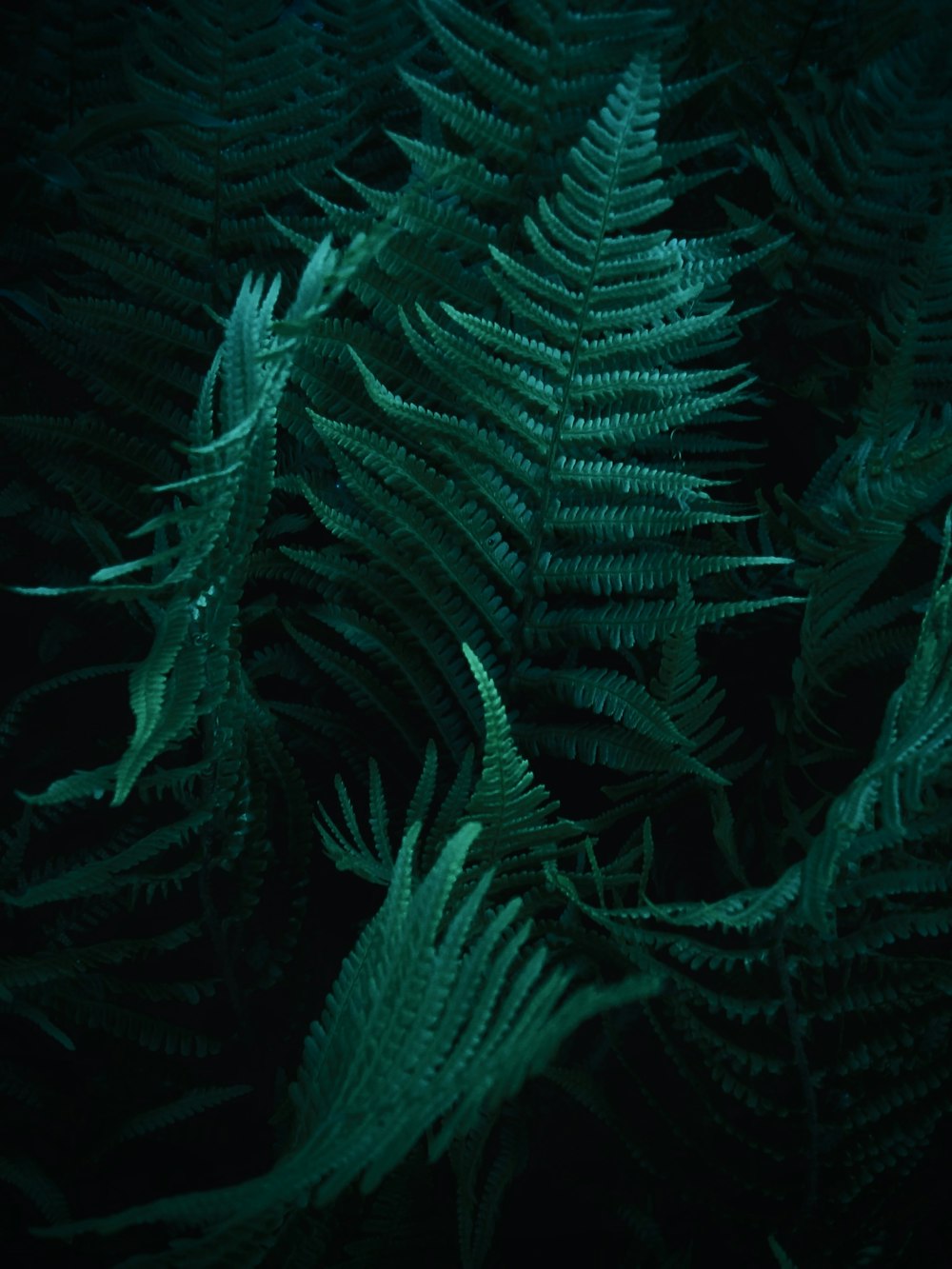 a close up of a plant with green leaves