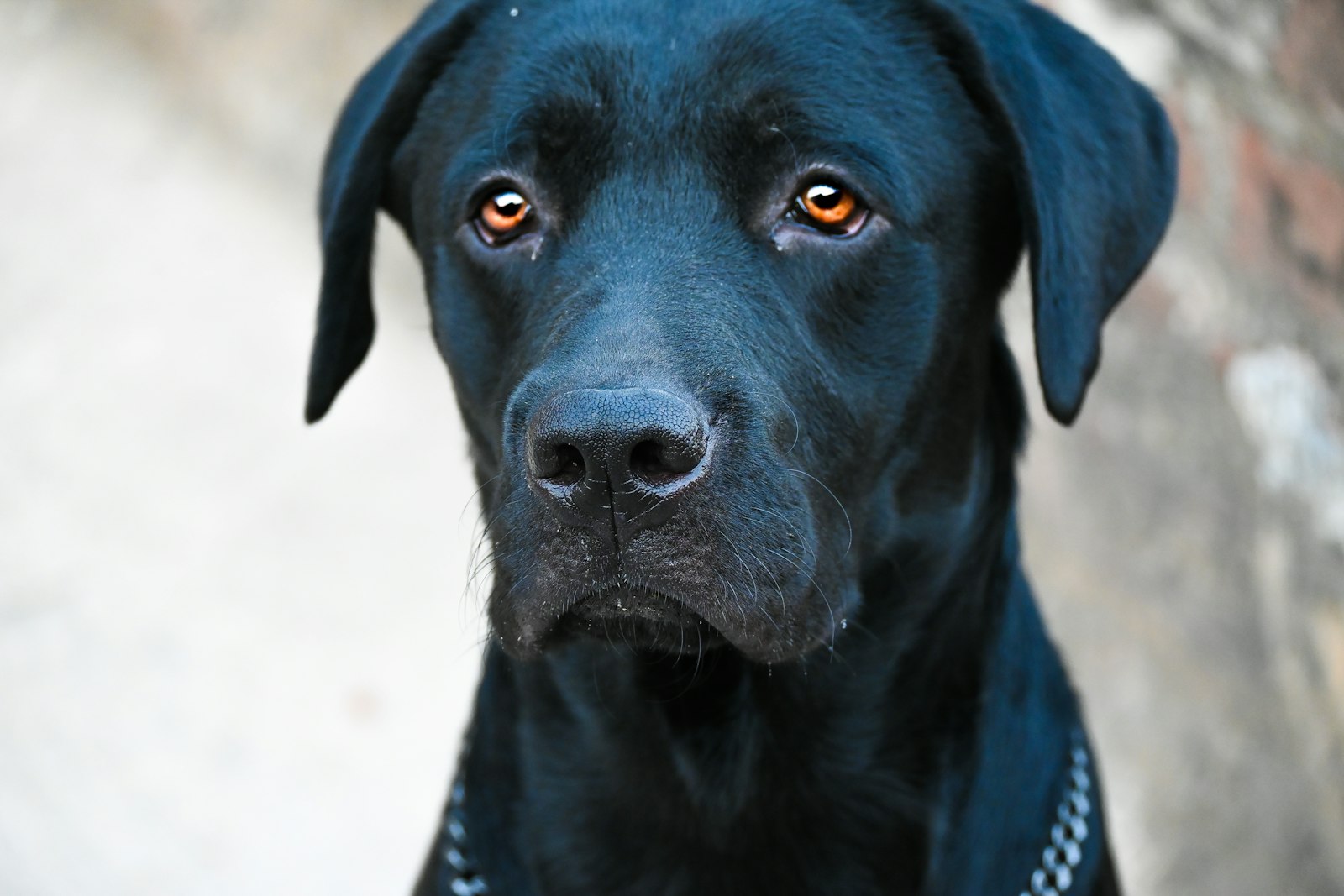 Labrador Retriever Bootcamp: A 7-Day Loose-Leash Plan