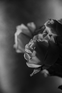 A close-up of a bouquet of roses captured in black and white, highlighting the intricate textures and folds of the petals. The composition has a dramatic and timeless feel due to the contrasts between light and shadow.