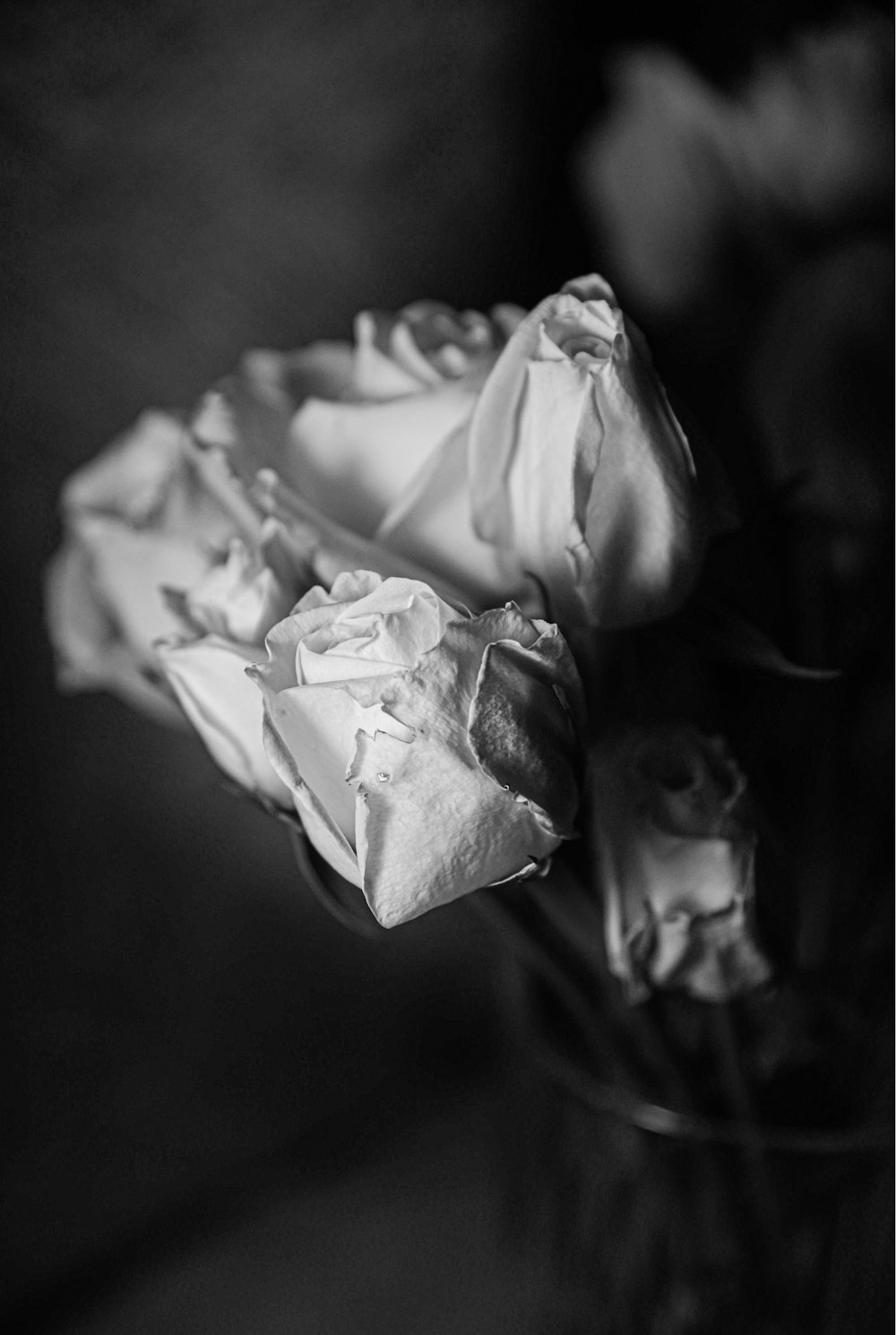 a black and white photo of three roses in a vase