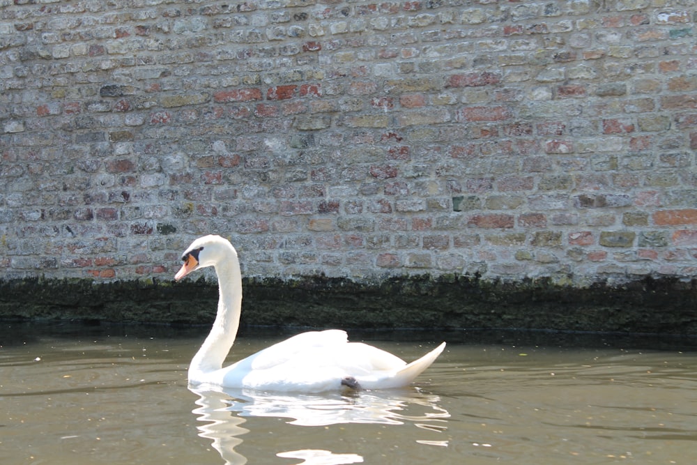 a white swan floating on top of a body of water