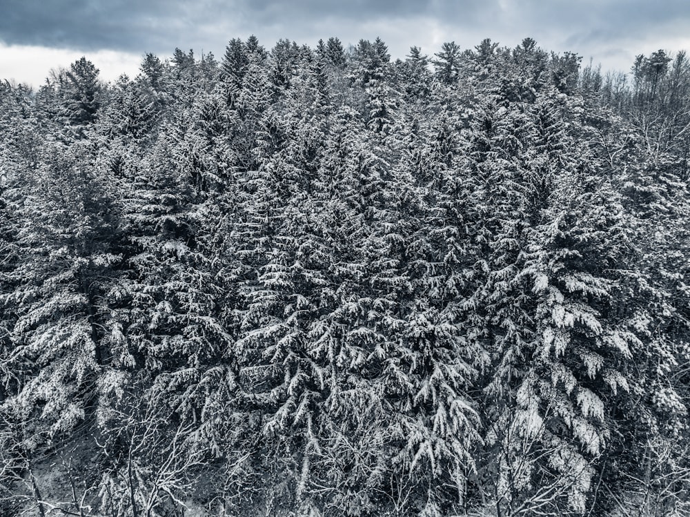 a black and white photo of snow covered trees