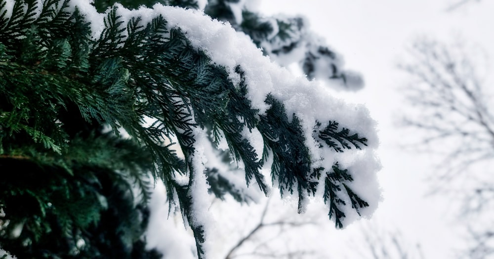 a close up of a pine tree with snow on it