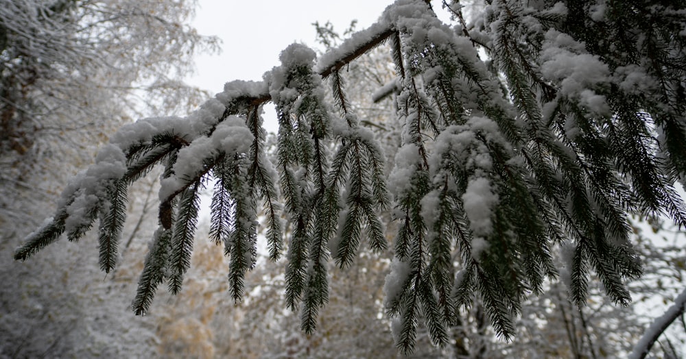 a pine tree covered in snow in a forest