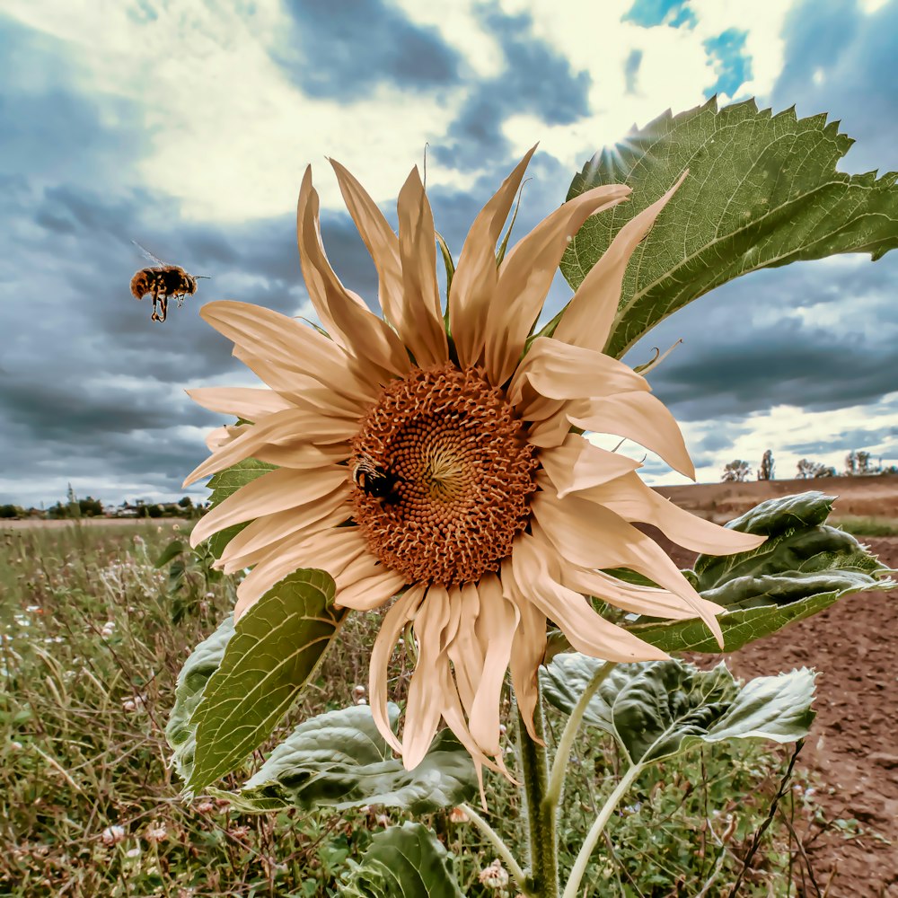 a sunflower with a bee on it in a field