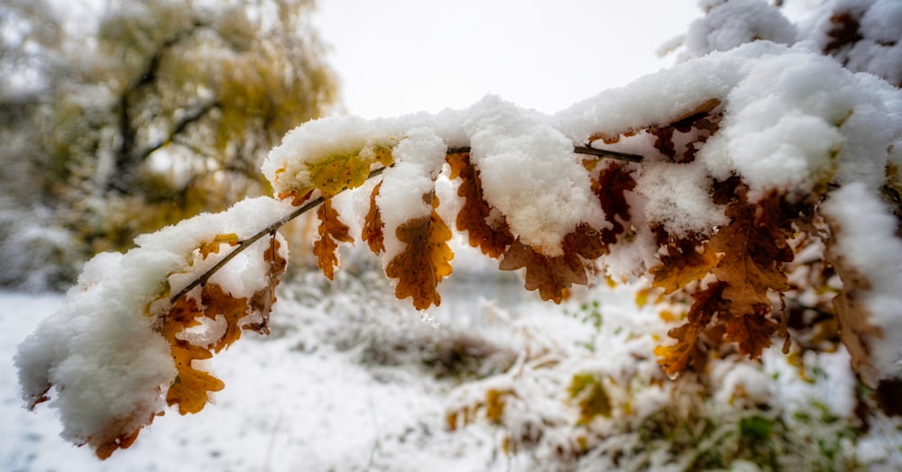 a snow covered tree branch in a park