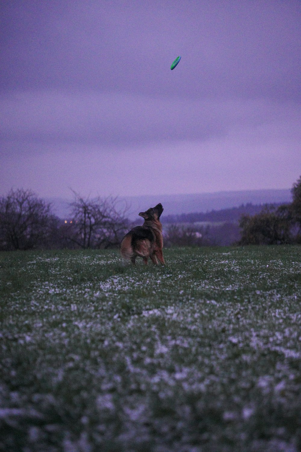 Un perro en un campo con un frisbee en el aire