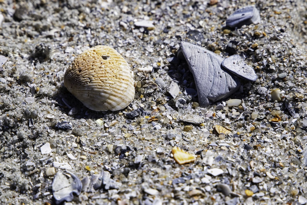 a sea shell on the ground with rocks and gravel