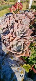 A cluster of rosette-shaped succulents with fleshy, pale pink and green leaves arranged in a dense formation. The succulents are nestled in a rocky planter, with some small green plants at the edges. In the background, there are red-tipped clusters of smaller succulents and a portion of a manicured garden.