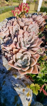 A cluster of rosette-shaped succulents with fleshy, pale pink and green leaves arranged in a dense formation. The succulents are nestled in a rocky planter, with some small green plants at the edges. In the background, there are red-tipped clusters of smaller succulents and a portion of a manicured garden.