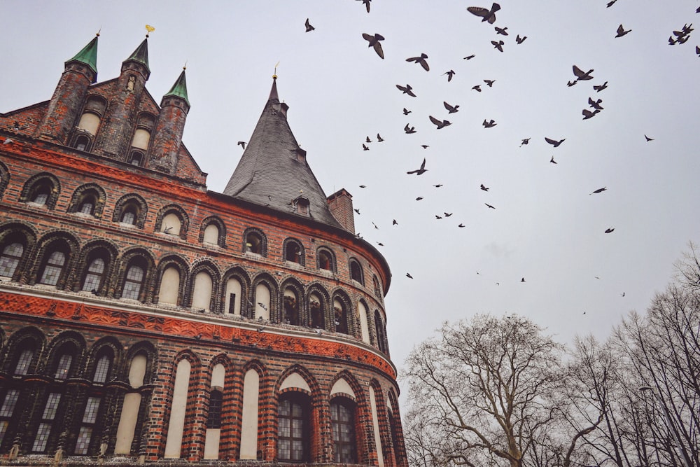 a flock of birds flying over a building