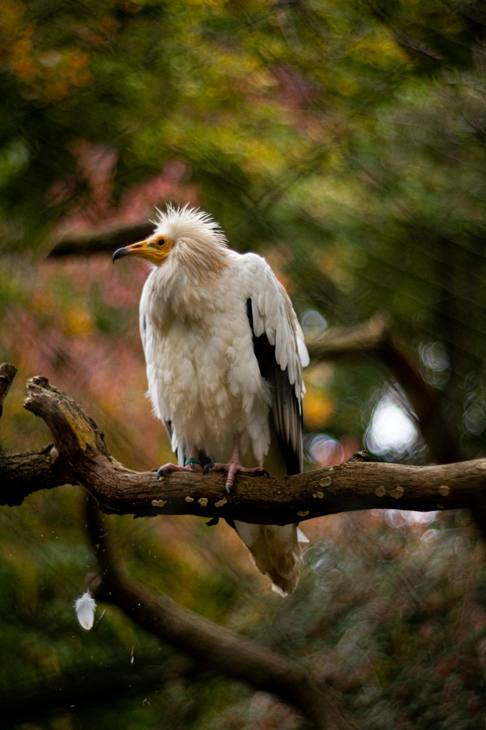 Ein Vogel sitzt auf einem Ast