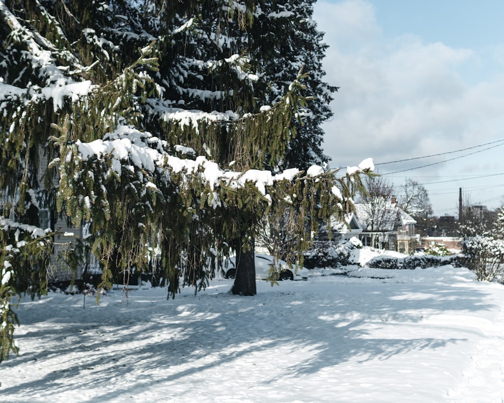 a tree covered in snow next to a street