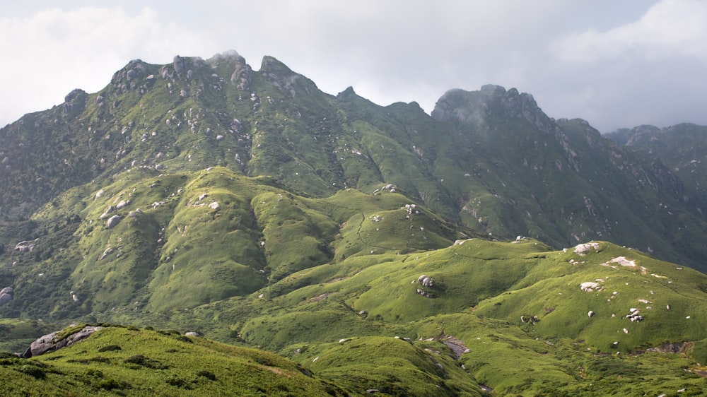 a green mountain with a bunch of animals on it