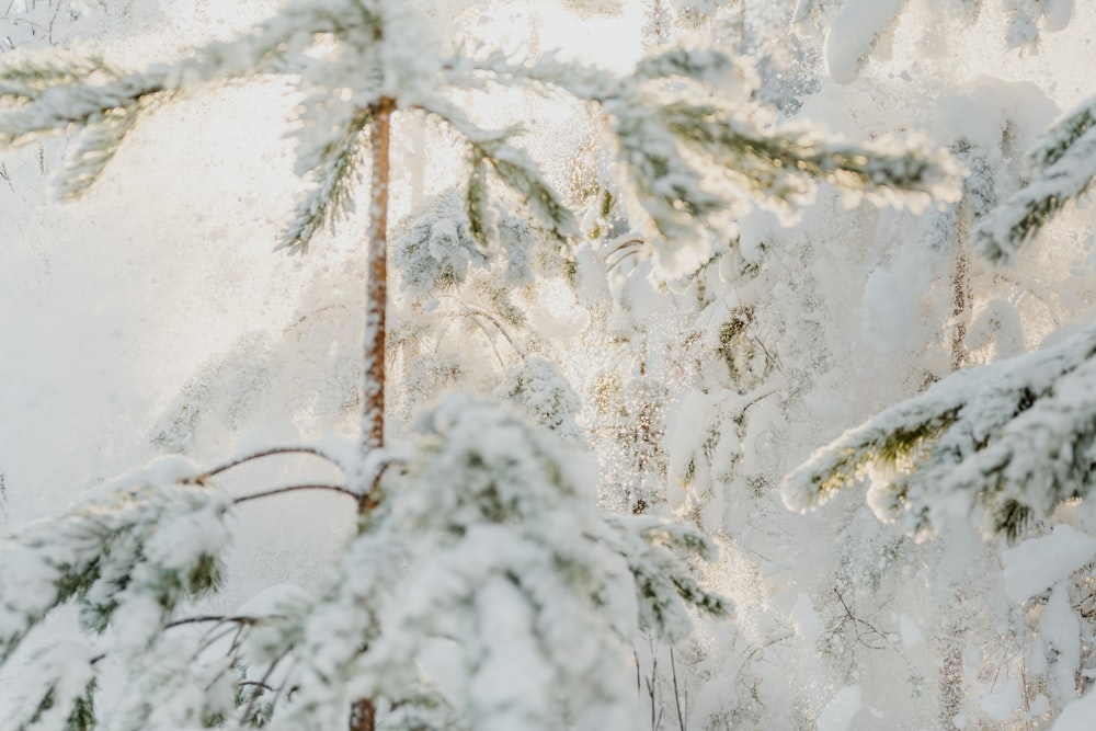 a snow covered pine tree in a forest