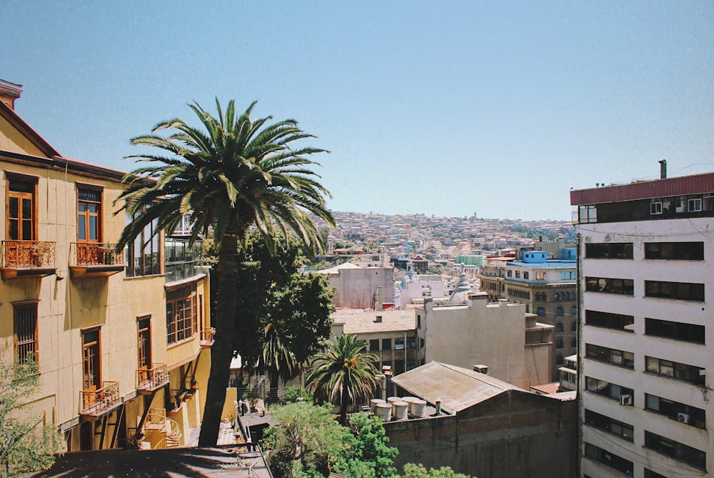 a view of a city with a palm tree in the foreground