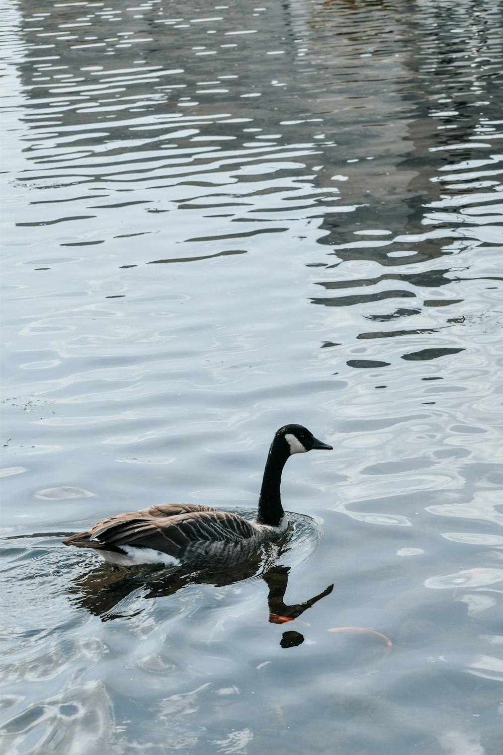 a duck floating on top of a body of water