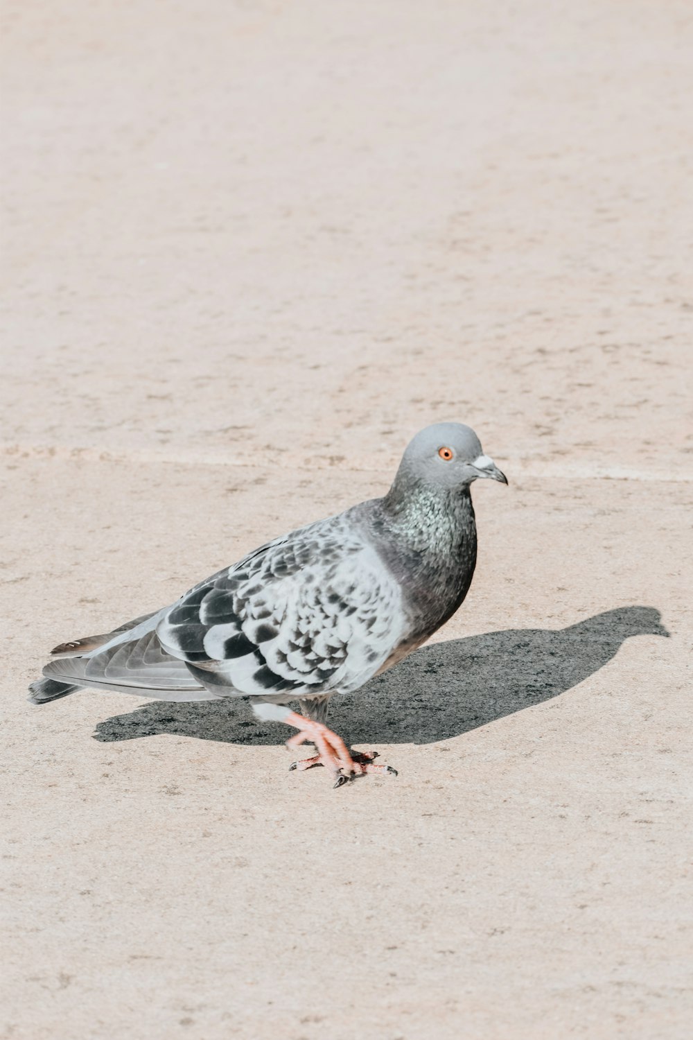 a gray and white bird standing on top of a sandy beach