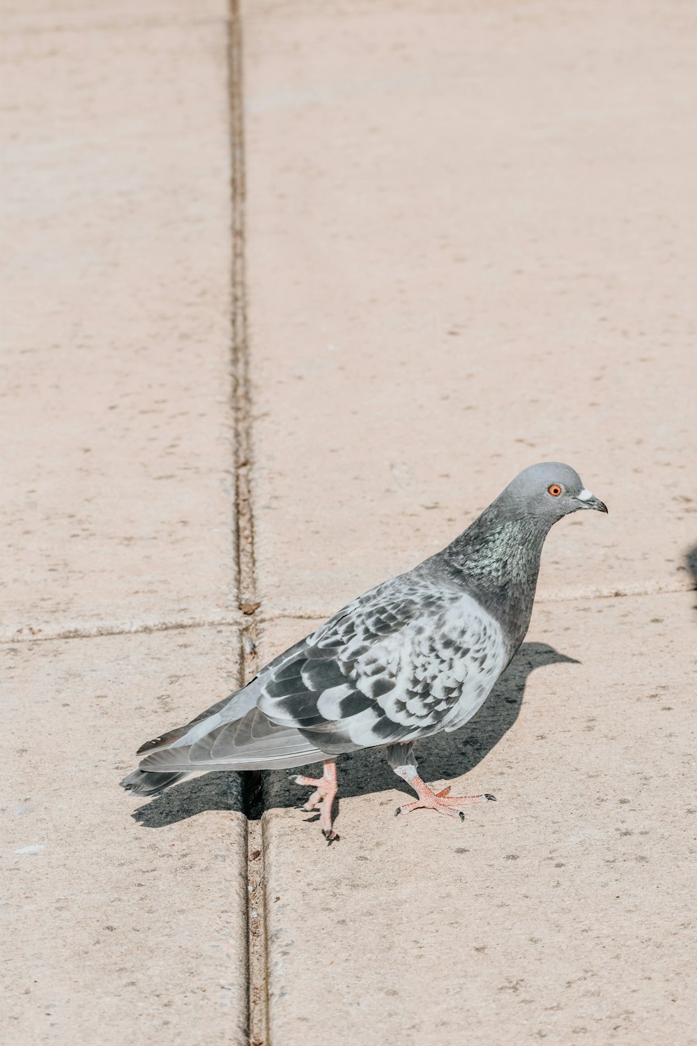 a pigeon is standing on the sidewalk looking for food